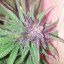 Dark Devil Auto - fem. a autoflowering semienka 10ks Sweet Seeds