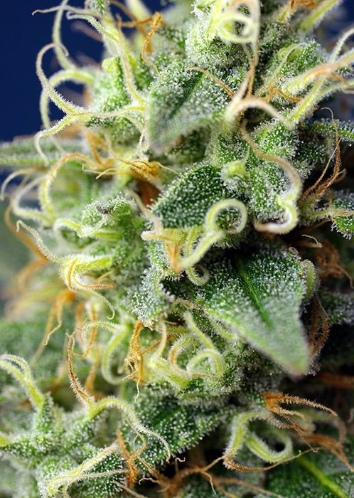 Green Poison CBD - feminisierte Hanfsamen 5 Stück Sweet Seeds