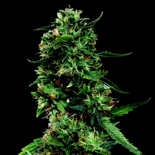 LSD - феминизирани семена Barney's Farm 5 бр.