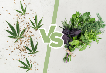 Cannabis versus Kräuter: Ein Vergleich ihrer Eigenschaften und Wirkungen