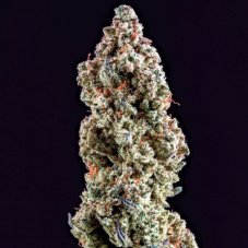 Ethos Genetics Mandarin Cookies R3 feminizované semená