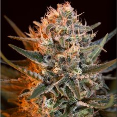 Black Jack Fast Version - feminizované semena 5 ks Sweet Seeds