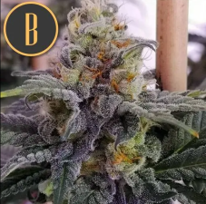 BlimBurn Seeds Chemdog #4 feminizowane nasiona