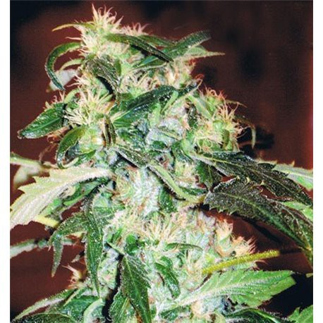 Jack 47 - feminizovaná semínka 5 ks Sweet Seeds