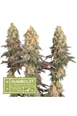 Mack & Crack Auto autoflowering semena marihuany, HumboldtXSeedstockers, 25 ks