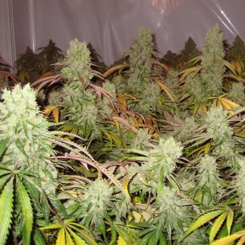 Automaria II - feminizovaná a samonakvétací semínka 3ks Paradise Seeds