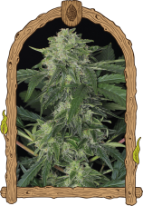 Jungle Fever Auto – feminized autoflowering seeds, 3 pcs, Exotic Seed