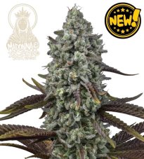Seedstockers Madonna Triploid nasiona feminizowane