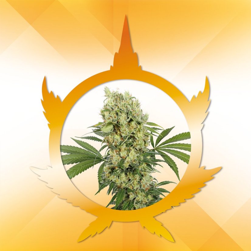 Medikit - Feminized Seeds, 10 pcs, Buddha Seeds