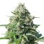 Royal Gorilla Automatic - fem. and 3 seeds Royal Queen Seeds