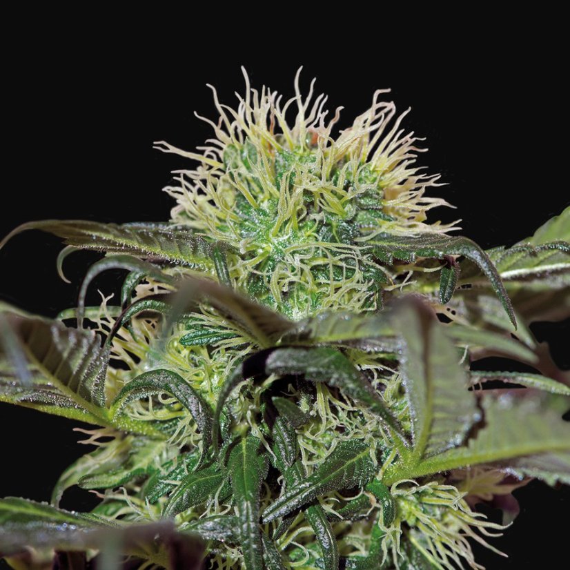 Bad Azz Kush - feminizovaná semínka 3 ks Barney´s Farm