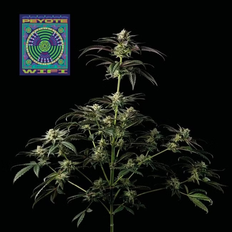 Peyote Wi-fi - feminizované semienka konope 5ks, Seedsman