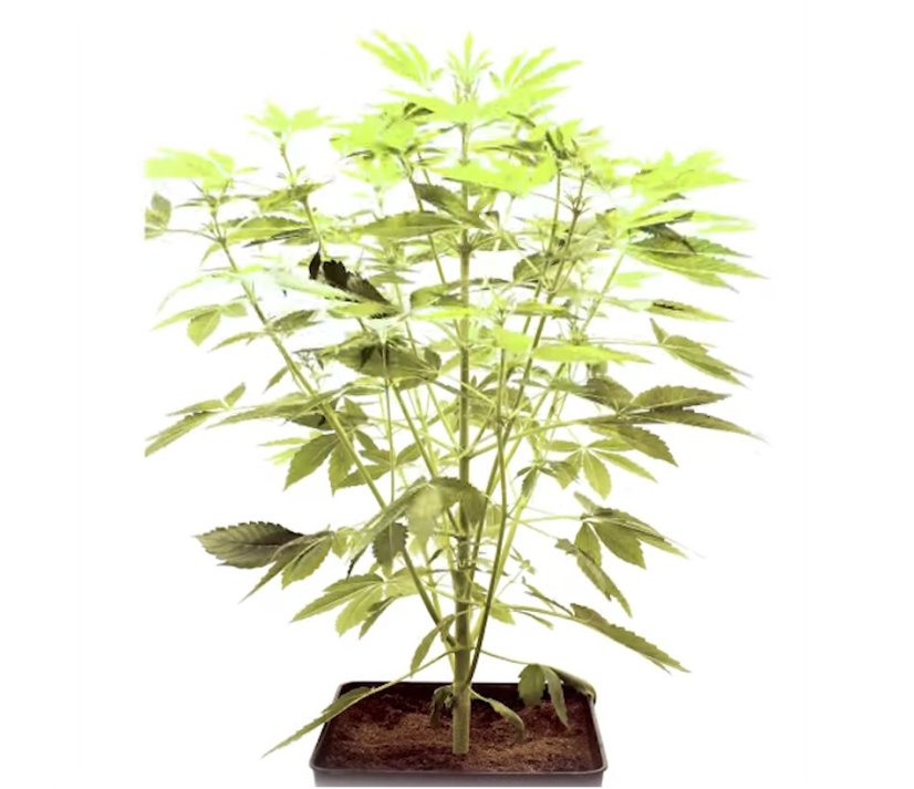 StarRyder autoflowering semínka 3ks Dutch Passion