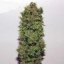 Skunk Haze 18 ks štandardizovaná semienka Mr. Nice