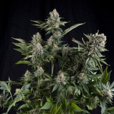 CBD White Widow - feminizované semená 3 ks Pyramid Seeds