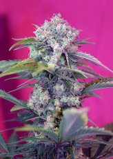 Cream Mandarine Auto - fem. a samonakvétací semínka 10ks Sweet Seeds