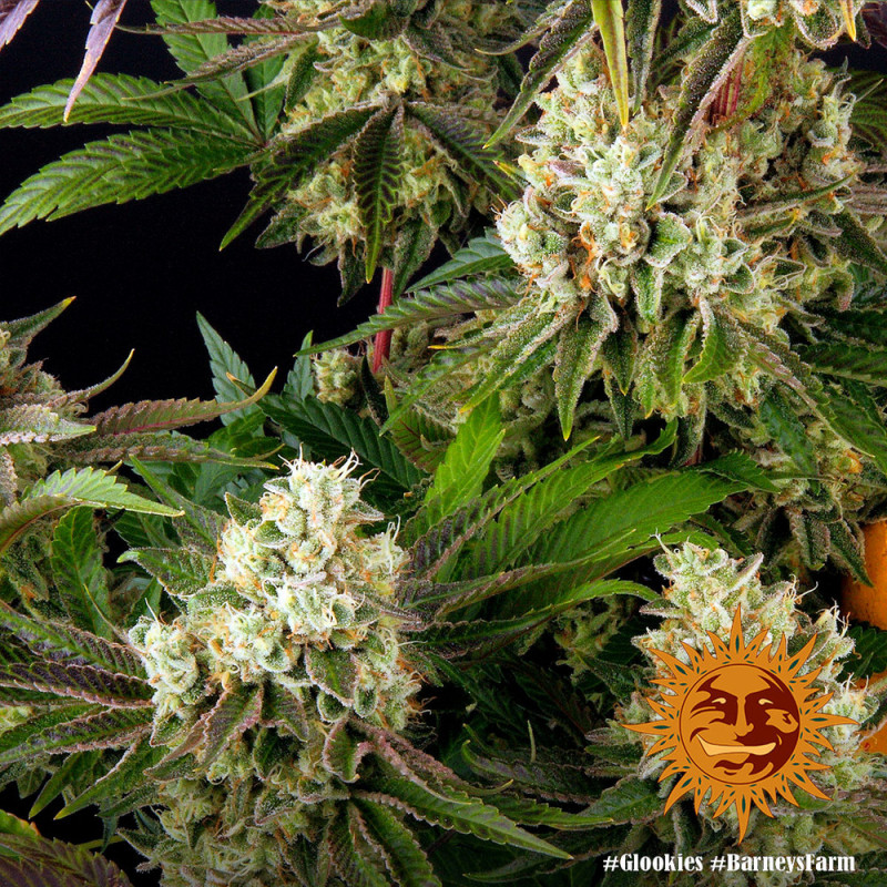 Glookies - feminisierte Marihuana-Samen 10 Stück Barney's Farm