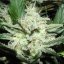 Sensi Star - feminisierte Samen 3 Stück Paradise Seeds
