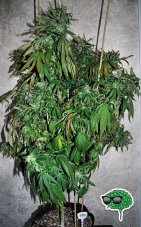 Bubble Gum Auto - 10 autoflower semen Fair Seeds
