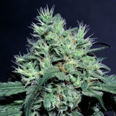 Dutch Dragon 10 ks, feminizované semená Paradise Seeds