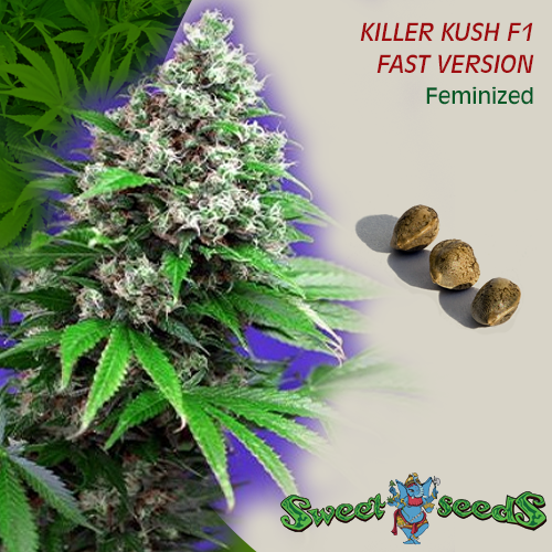 Killer Kush Fast Version - feminizovaná semínka 3ks Sweet Seeds