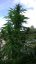 Mr Nice G13 x Hash Plant 10 ks štandardizované feminizované semená Sensi Seeds
