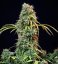 Royal CBDV Automatic - samokvitnúce semienka 5 ks Royal Queen Seeds