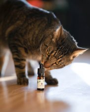 CBD-Öl für Tiere 2%, 10 ml Cannapio