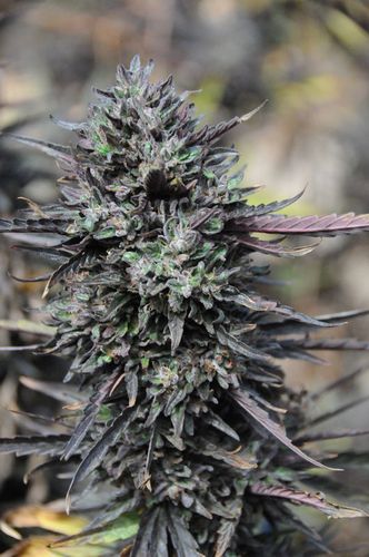 Purple Trainwreck - feminizovaná semína 3ks Humboldt