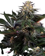 Lockdown Kush - Feminizované semienka konope 10 ks, Sensi Seeds