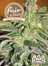 White Critical -  feminizované semená 10 ks Fair Seeds