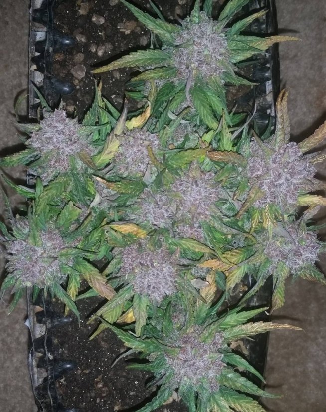 Blue Dream Auto - fem. a samonakvétací semienka 3ks Humboldt