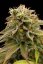 Lemon Thai Kush - reguläre Samen 10 Stück Humboldt
