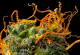 Orange Bud - a hybrid cannabis strain with stimulating effects and a citrus aroma