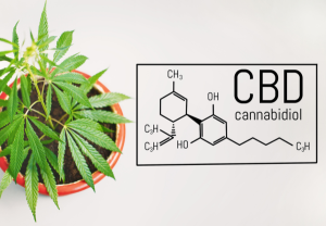 Cannabis con Alto CBD: Genéticas Ricas en Cannabidiol