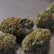What is the difference between Kush and Haze? (The most famous types of cannabis)