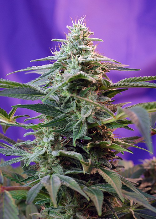 Sweet Special Fast Version® - feminized 5 seeds Sweet Seeds