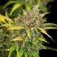Sweet ZZ Automatic - semințe feminizate și autofloritoare 10 buc Royal Queen Seeds