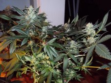 Skunk 1 Automatic - samokvitnnúce semienka 3ks Sensi Seeds