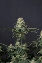 Tropicana Cookies FF - feminizované semená marihuany 5 ks Fast Buds