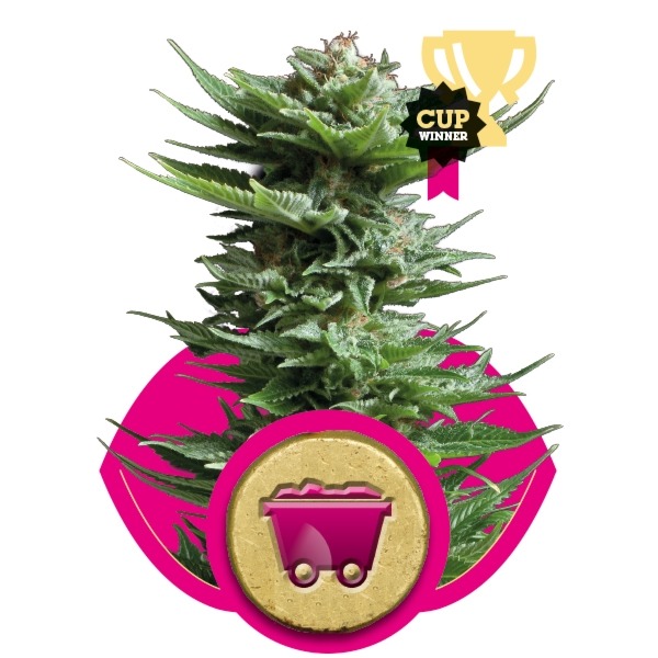 Shining Silver Haze - feminizovaná semínka 3 ks Royal Queen Seeds