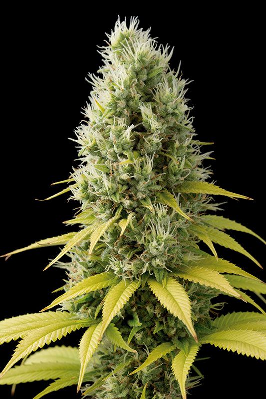 Shark Shock CBD - feminized seeds 3pcs Dinafem