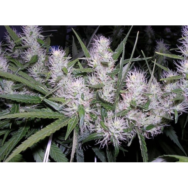 Master Kush - feminizovaná semínka 5 ks Dutch Passion