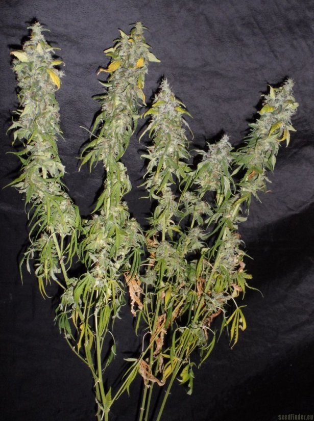 Northern Light - feminizovaná semínka 10 ks Royal Queen Seeds