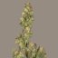 Super Haze - feminisierte 5ks Dutch Passion-Samen