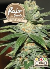 Auto Jack - autoflower semena 10ks Fair Seeds