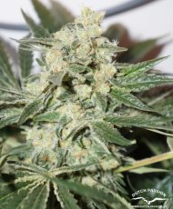 CBD Skunk Haze®- feminizované semienka 3 ks Dutch Passion