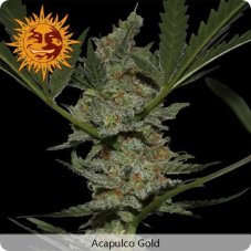 Acapulco Gold - nasiona feminizowane 3 sztuki Barney's Farms