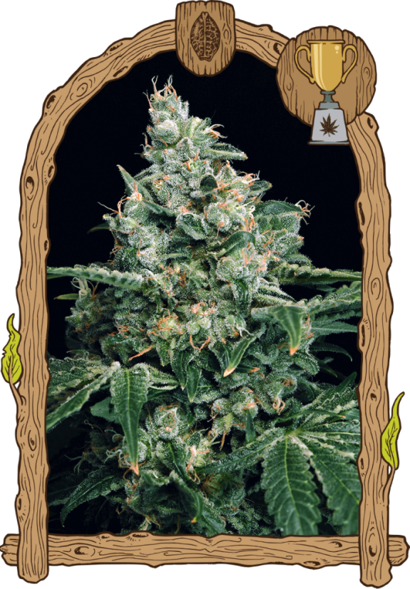 Sir Jack - feminisierte Samen, 10 Stück, Exotic Seed