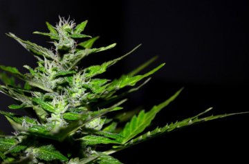 Legalization Cannabis reduces unemployment